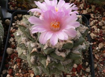 Ariocarpus fissuratus Big Bend